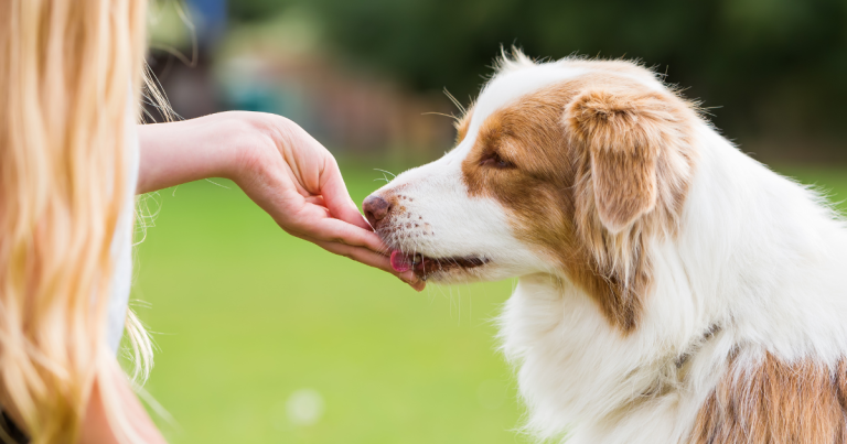 How to Start a Dog Treat Business